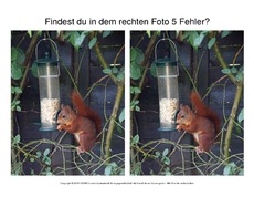 Fehlersuche-Eichhörnchen-Foto-4.pdf